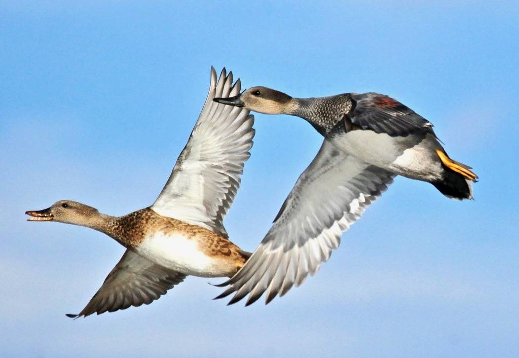 Gadwall Hen and Drake on Seedskadee National Wildlife Refuge by Tom Koemer/USFWS Mountain Prairie is licensed under CC BY 2.0